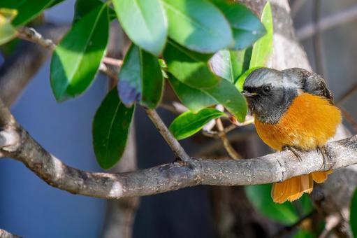照片, 黄尾鸲, 乔比奥, 雄性daurian redstart, 