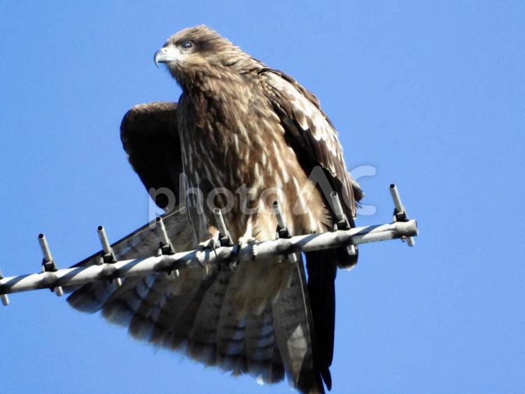 アンテナの上でポーズをとるトビ 鳥,野鳥,トビの写真素材