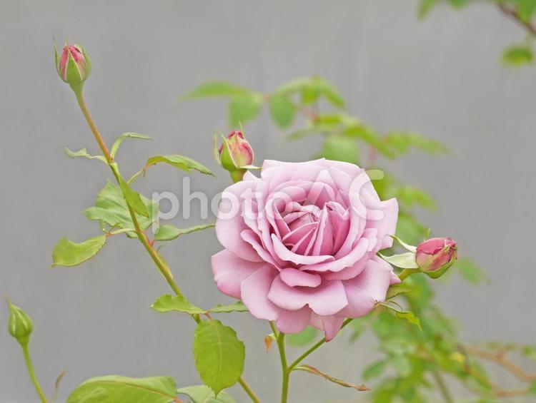 淡いピンクのバラと蕾たち 薔薇,バラ,蕾の写真素材