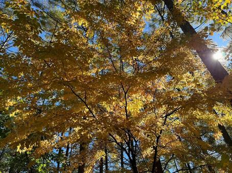 紅葉 紅葉の写真