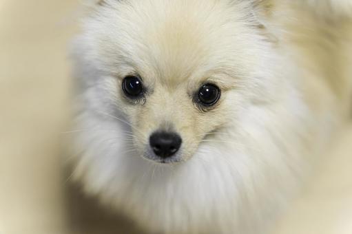 ポメラニアン【生後約8か月】の写真