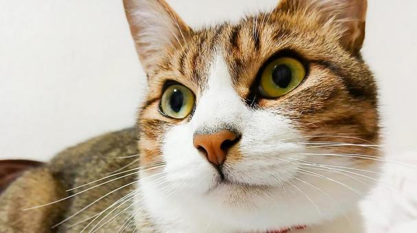  Close-up of a calico cat with adorable eyes, JPG