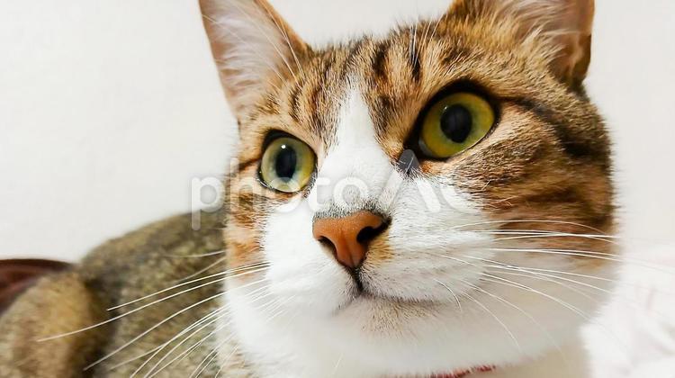  愛らしい瞳の三毛猫クローズアップ 三毛猫,猫,ペットの写真素材