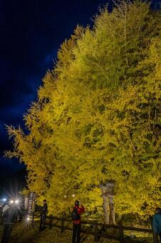 北金ヶ沢の大イチョウ 北金ヶ沢の大イチョウ,ビックイエロー,銀杏の写真素材