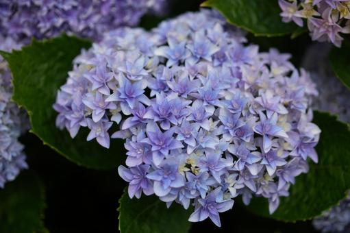 Hydrangea (Yumi Passion), JPG