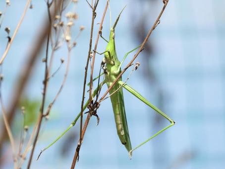 A grasshopper clinging to a withered stem, JPG