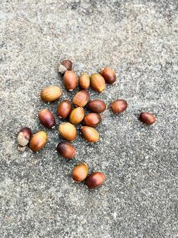 ドングリ どんぐり,木の実,秋の写真素材