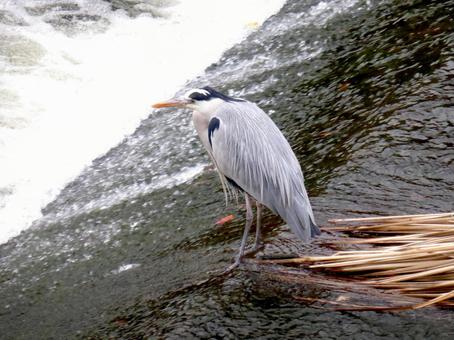 河川の斜面で獲物を待つアオサギ後ろ姿 河川の斜面で獲物を待つアオサギ後ろ姿の写真