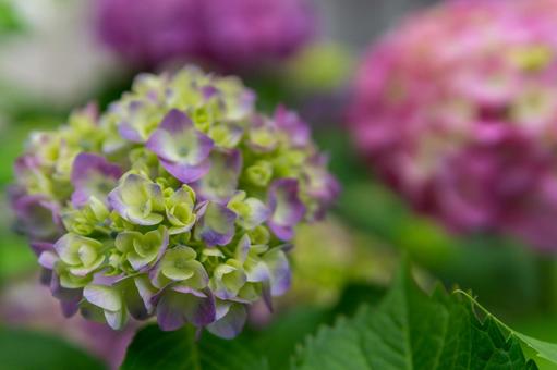 紫陽花 紫陽花の写真
