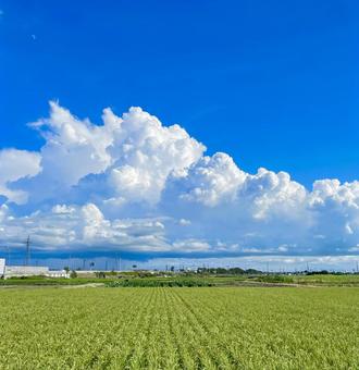 真夏の緑田園と青空ともくもく白い入道雲 真夏の緑田園と青空ともくもく白い入道雲 入道雲,夏,真夏の写真素材