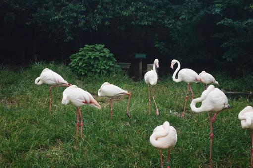 綺麗なフラミンゴ 綺麗なフラミンゴの写真