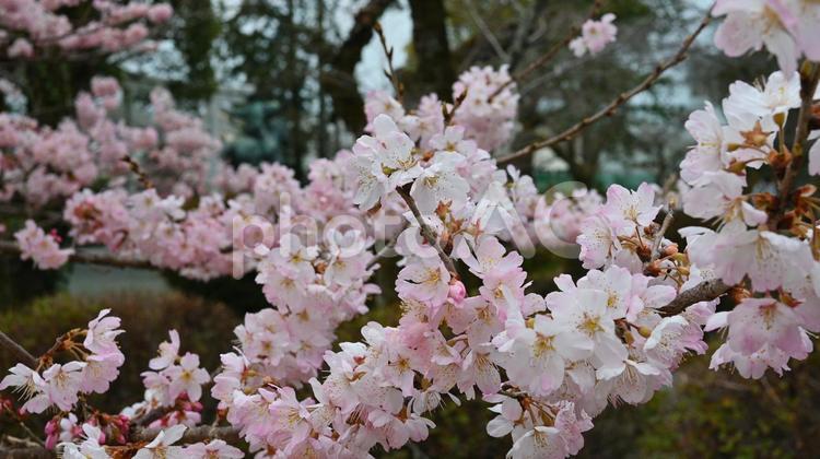 桜　さくら　サクラ　春 桜,さくら,サクラの写真素材