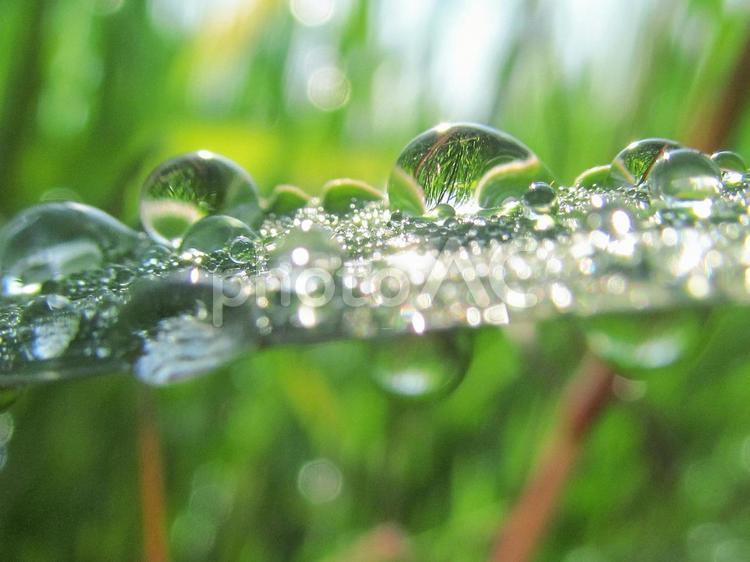 水滴と緑の葉と朝日（Water drops） 水滴,すいてき,しずくの写真素材