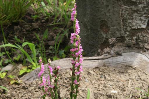Photo, weed, blooming landscape, kaho, 