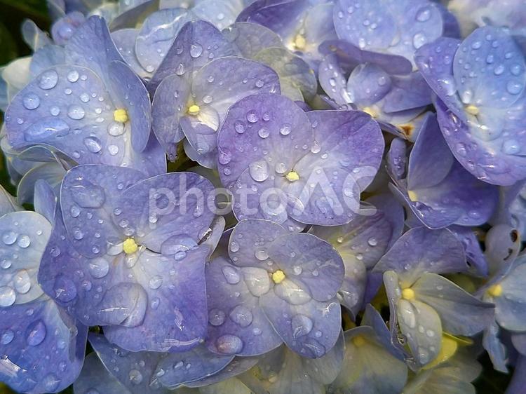 雨の日のアジサイ 紫陽花,アジサイ,あじさいの写真素材
