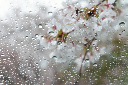 cherry blossoms, fiori di ciliegio, ciliegio, primavera, JPG