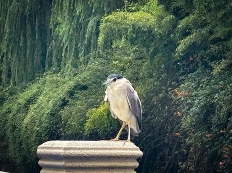 石の台座に佇むサギと緑の背景 石の台座に佇むサギと緑の背景の写真