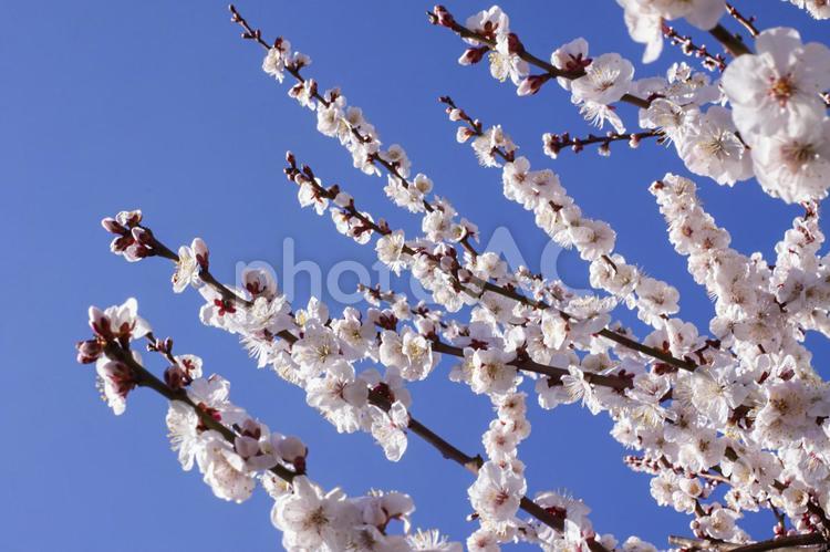 早春梅の花イメージ素材 花,ピンク,梅の写真素材