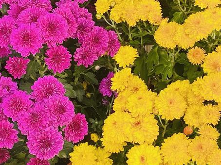 二色の菊 二色の菊 おしゃれ,セレクトカラー,菊の写真素材