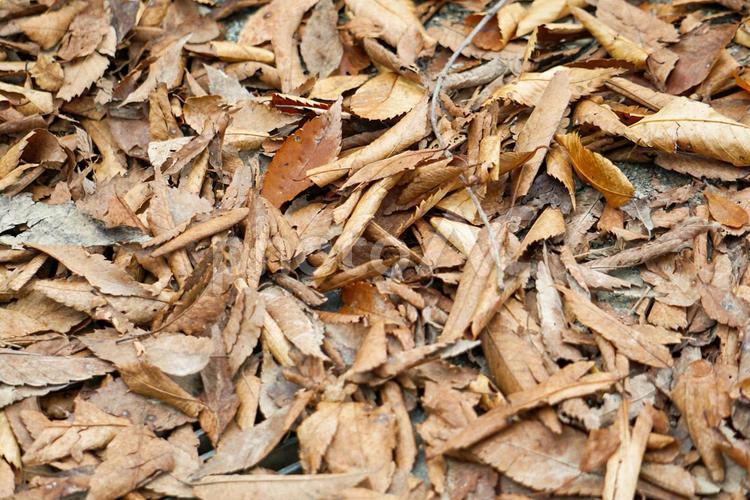 茶色い枯葉のテクスチャ 落ち葉,枯れ葉,紅葉の写真素材