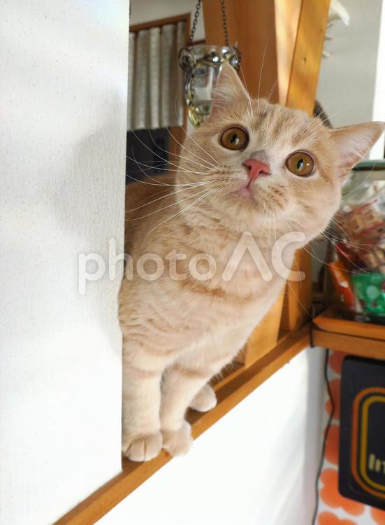 うちのネコさま　ひょっこり子猫 ネコ,猫,ペットの写真素材