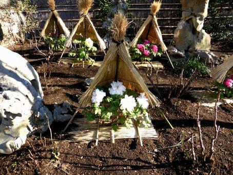 鶴岡八幡宮・冬のぼたん園2015その1 鶴岡八幡宮・冬のぼたん園2015その1 ぼたん,花,植物の写真素材