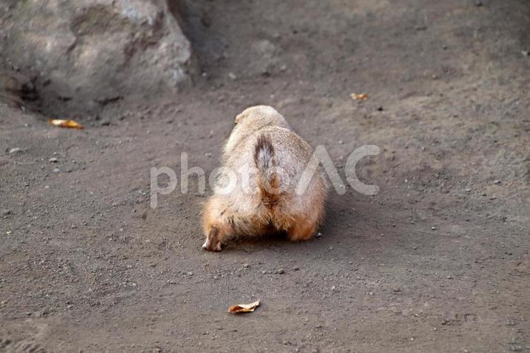 動物園の可愛いプレイリードッグ プレーリードッグ,動物,動物園の写真素材