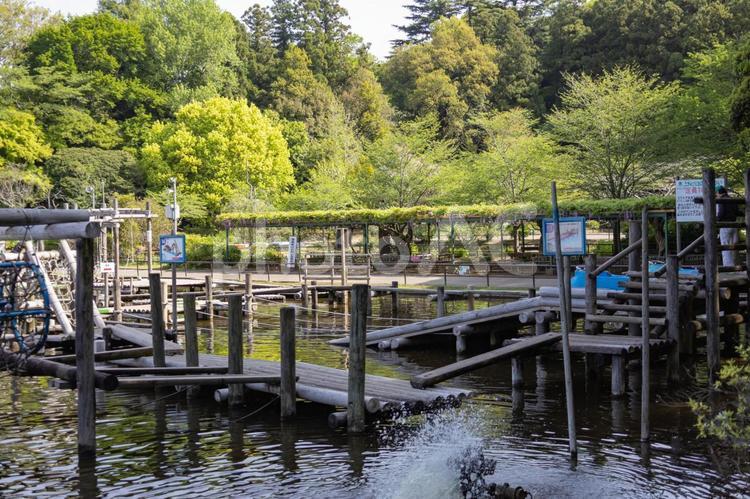 野田市清水公園の水上アスレチックと藤棚 清水公園,水上,アスレティックの写真素材