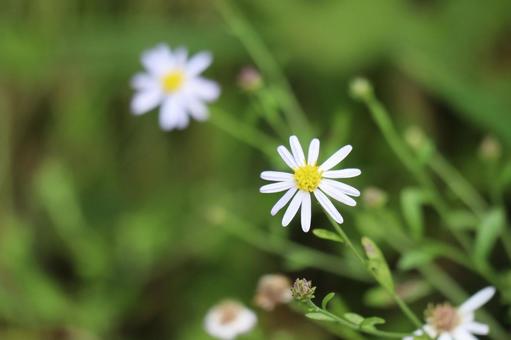 可憐なシオンの花のアップ 可憐なシオンの花のアップの写真