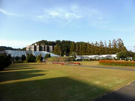 大船フラワーセンター・秋の風景 大船,フラワーセンター,鎌倉市の写真素材