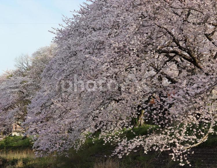 満開の桜が美しい。 桜の花,木,桜の写真素材