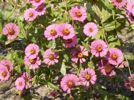 【花の写真】 ヒャクニチソウ（百日草） 百日草,ヒャクニチソウ,植物の写真素材