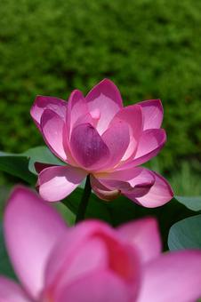 神聖な花 神聖な花の写真