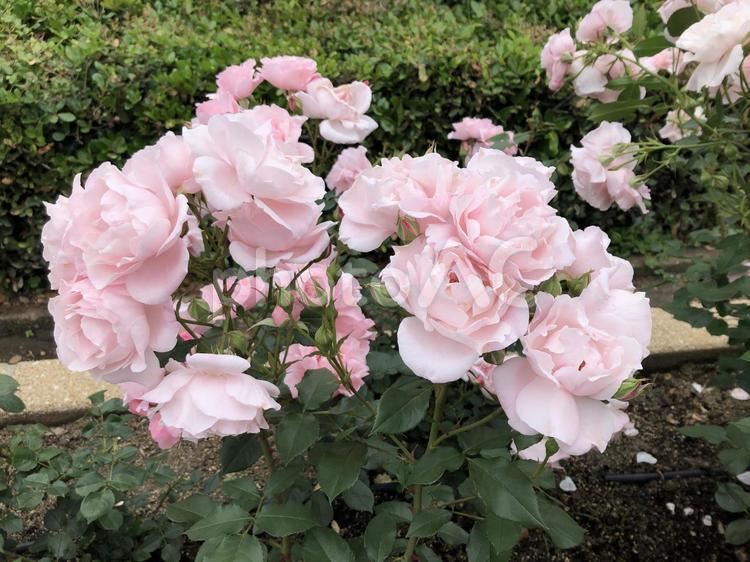 咲き誇るバラ 薔薇,ピンクの薔薇,ピンクの写真素材