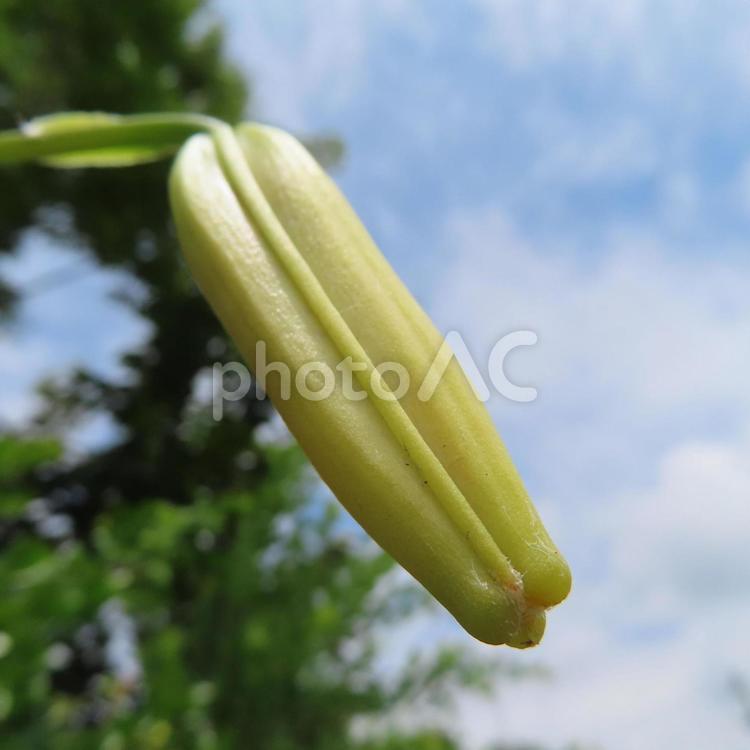 オニユリ（鬼百合） オニユリ,鬼百合,花の写真素材