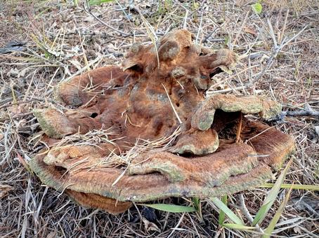 カイメンタケ 03 海綿茸,カイメンタケ,ツガサルノコシカケ科の写真素材