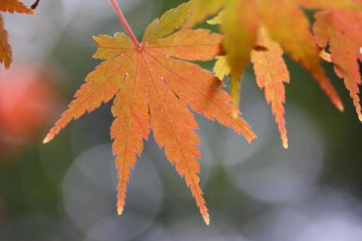 秋の気配・色づき始めたカエデ 秋の気配・色づき始めたカエデの写真