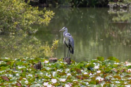 餌を探しているアオサギ 餌を探しているアオサギの写真
