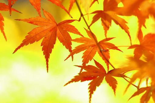 Burning autumn, JPG Burning autumn, autumn leaves, yellow leaves, red, JPG