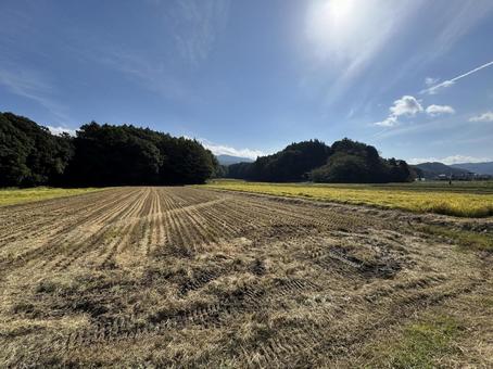 コンバインでの稲刈り後の田んぼ コンバインでの稲刈り後の田んぼ 稲,田んぼ,秋の写真素材