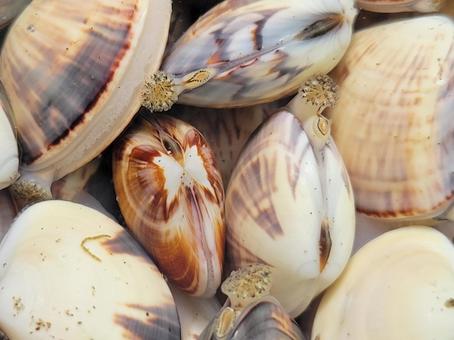 海水の中で水管を出すのハマグリ 海水の中で水管を出すのハマグリ ハマグリ,砂抜き,塩抜きの写真素材