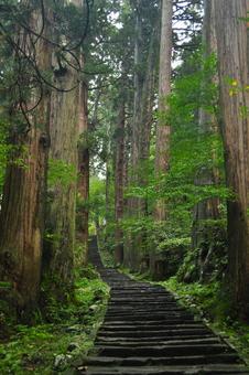 山3 山3 羽黒山,羽黒山神社,石段の写真素材