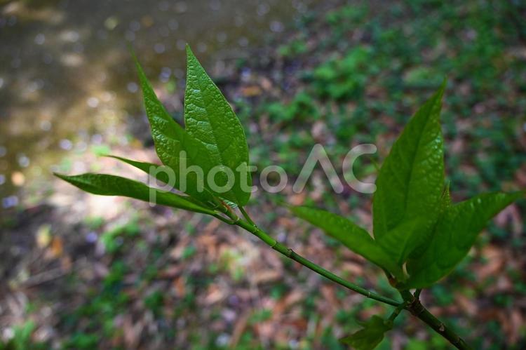 春　新芽　宇久井ビジターセンター自然観察 公共施設,環境省,吉野熊野国立公園の写真素材