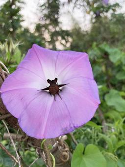 花の蜜に夢中 花の蜜に夢中の写真