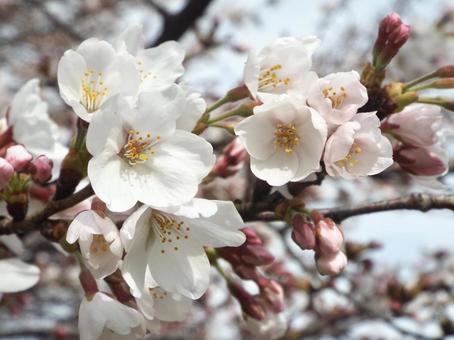 桜 桜の写真