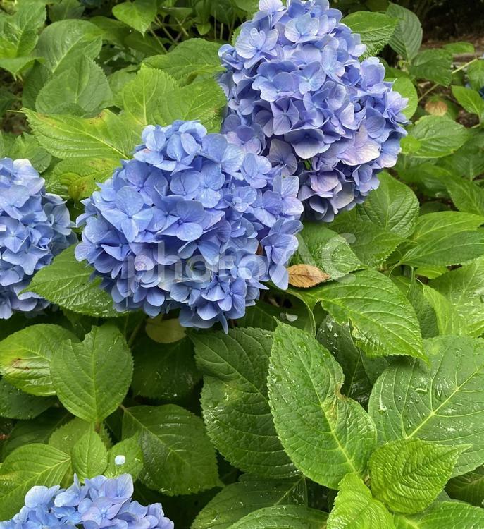 青紫のアジサイ アジサイ,紫陽花,花の写真素材
