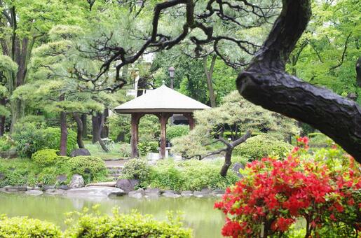 春の日本庭園 春の日本庭園 日本庭園,庭園,木の写真素材