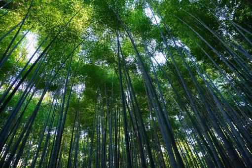 京都の竹林（嵐山） 京都,嵐山,竹の写真素材