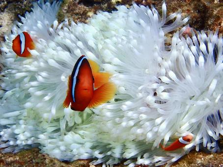 ハマクマノミ クマノミ,魚,沖縄の写真素材
