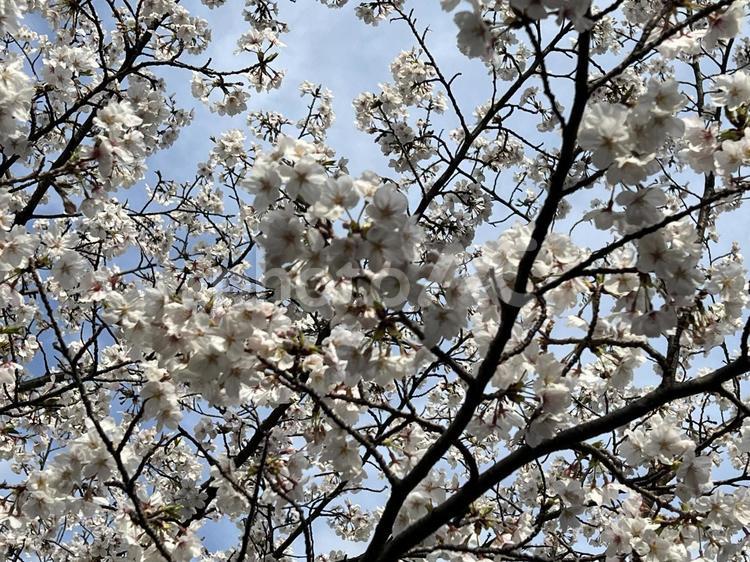 青空と桜の枝木 桜,青空,無人の写真素材